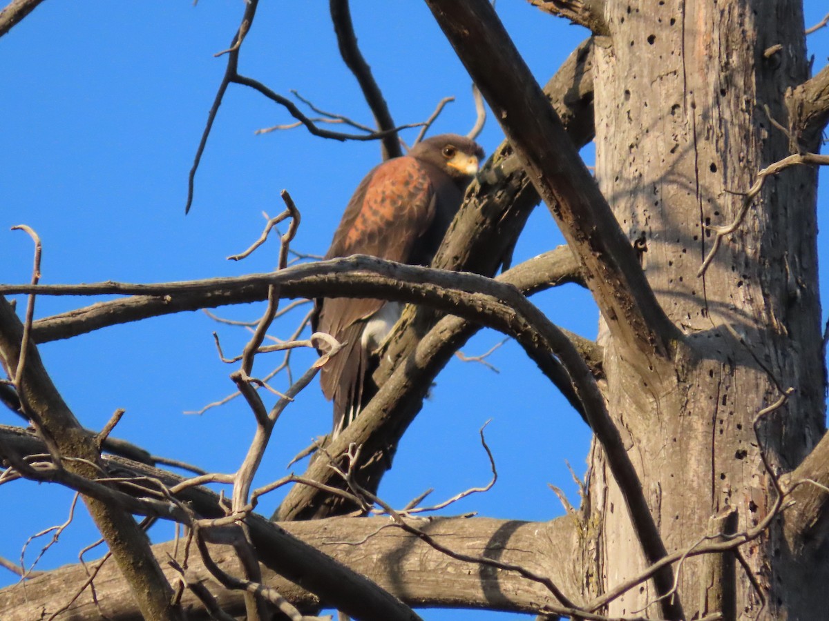 Harris's Hawk - ML411040591