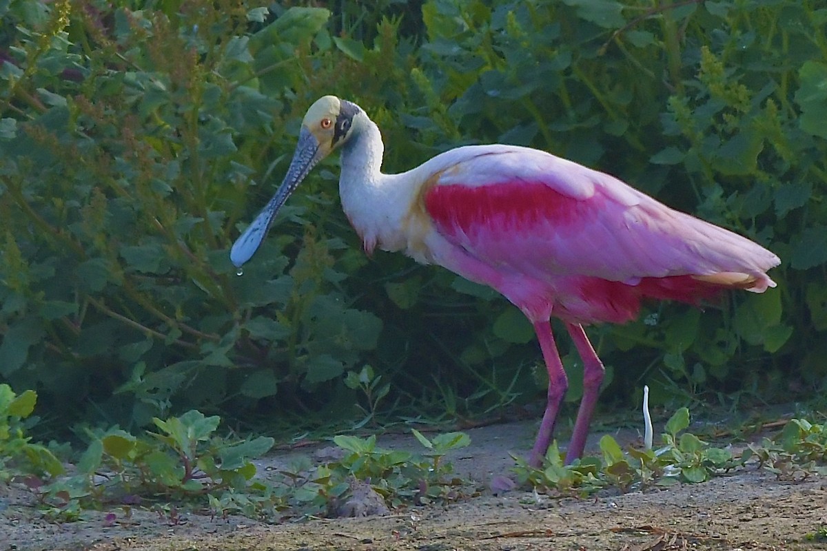 Roseate Spoonbill - ML411040961