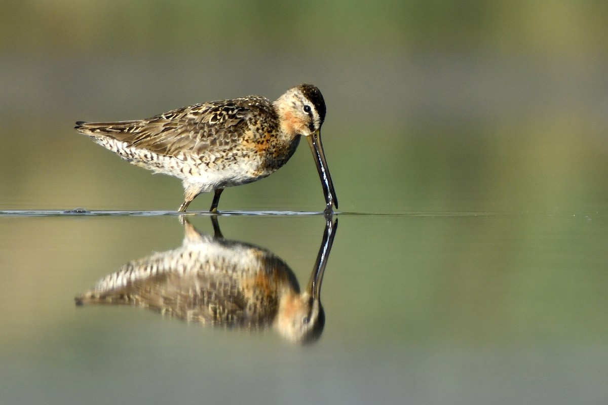 Short-billed Dowitcher - ML411043421