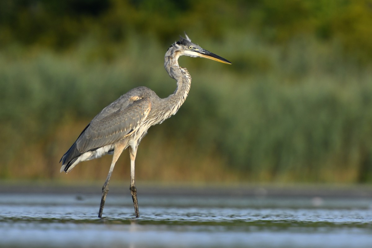 Great Blue Heron (Great Blue) - ML411046201