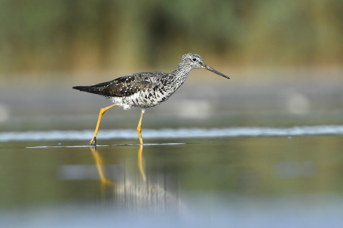 Greater Yellowlegs - ML411047721