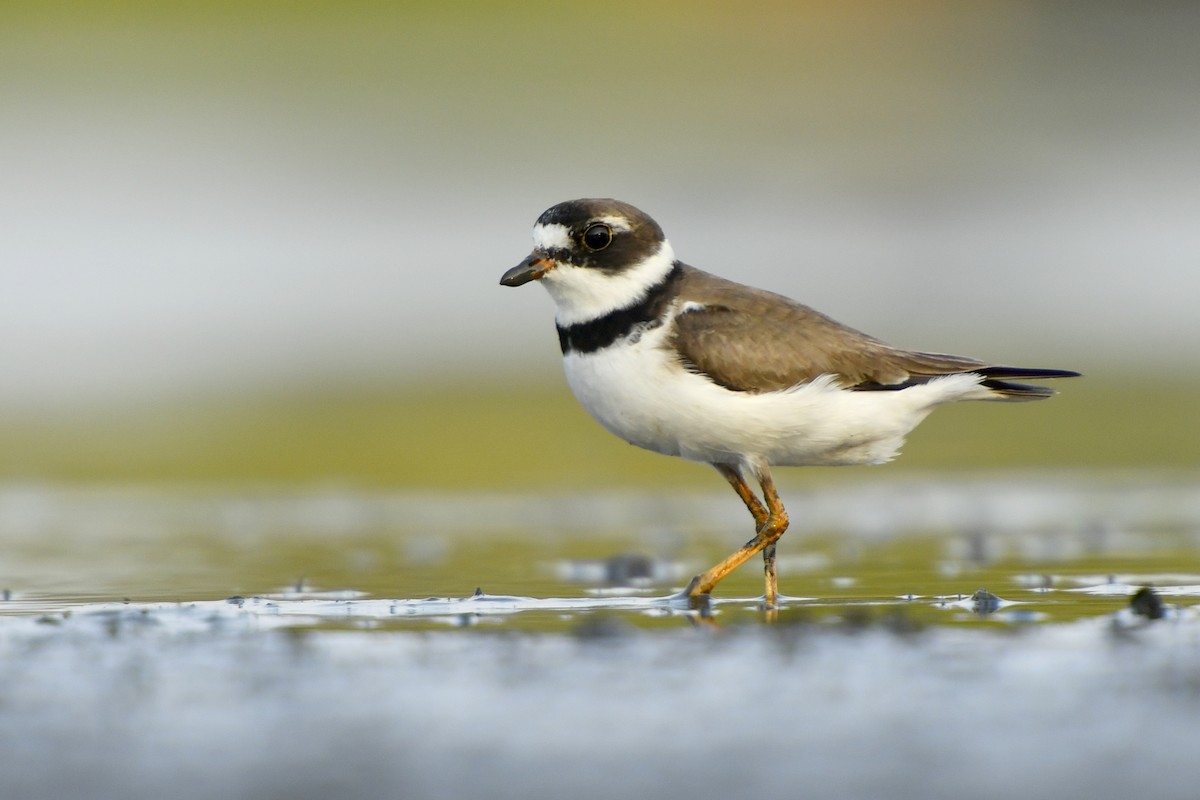 Semipalmated Plover - Jonathan Irons