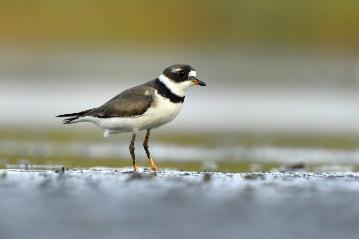 Semipalmated Plover - ML411048021