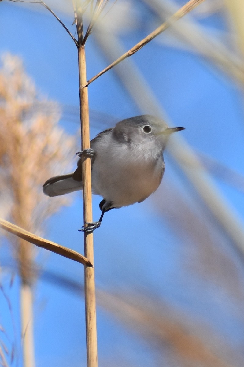 Blue-gray Gnatcatcher - ML411048631