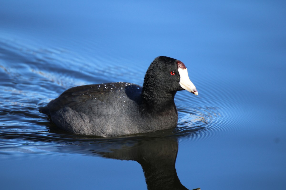 American Coot - ML411048701