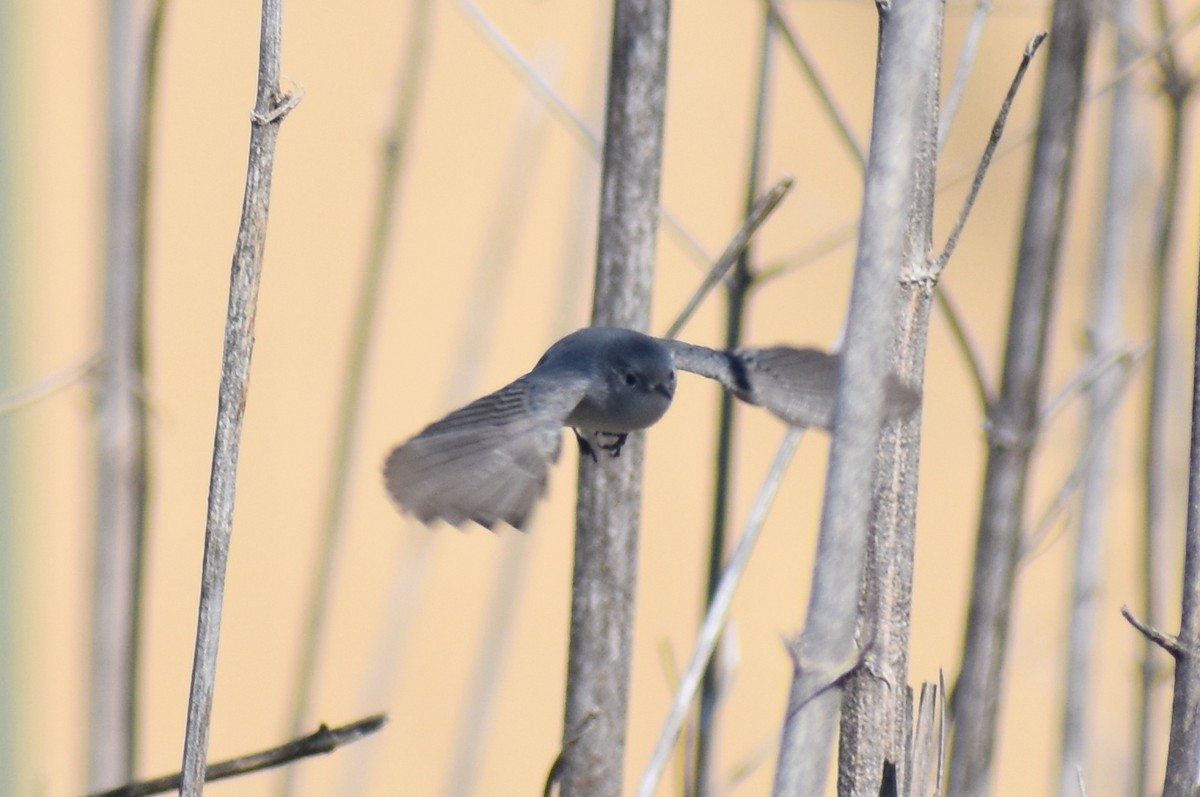 Blue-gray Gnatcatcher - ML411048711