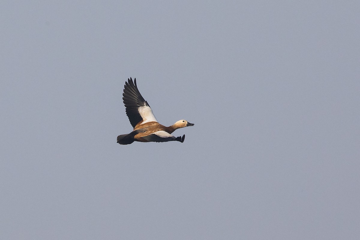 Ruddy Shelduck - ML411049381