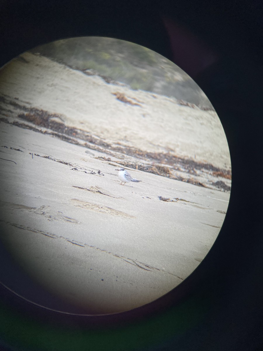 Least Tern - ML411049481