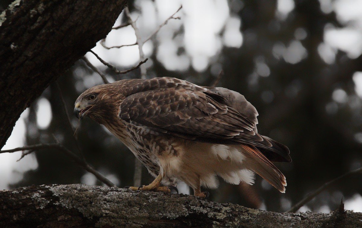 Red-tailed Hawk - Kiehl Smith