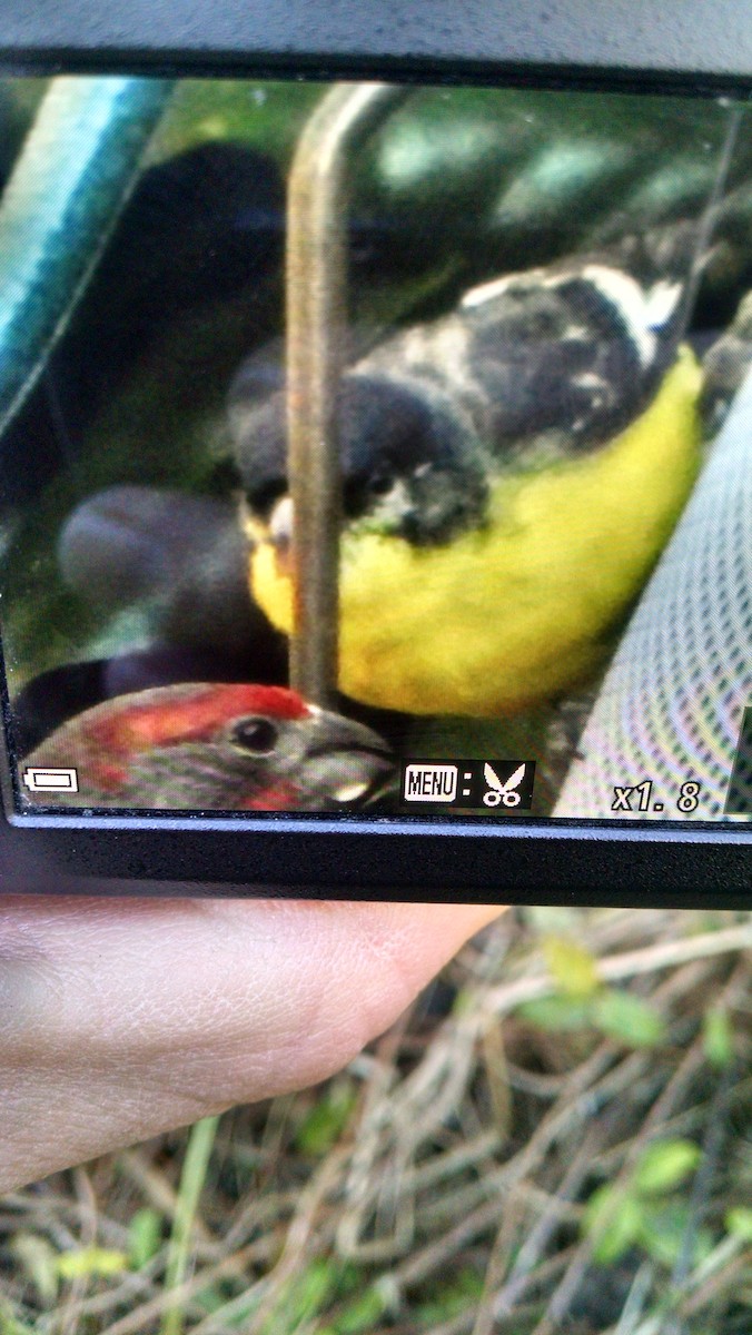 Lesser Goldfinch - ML41105011