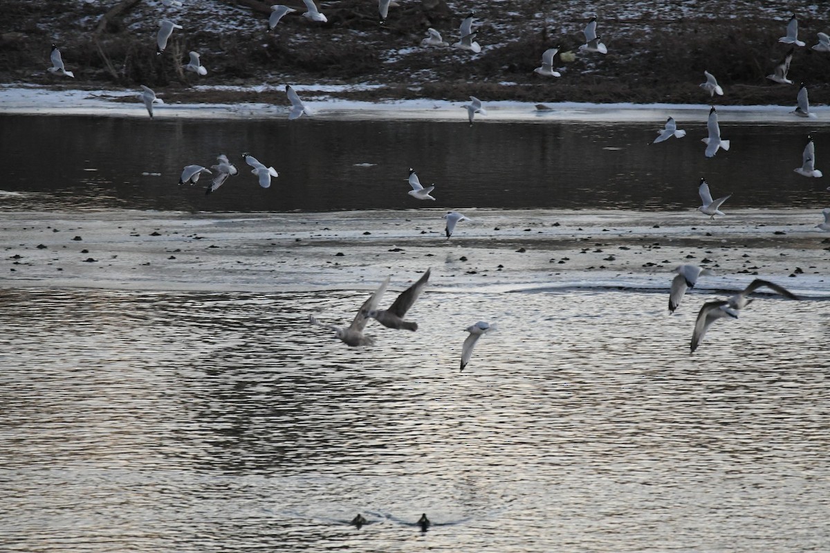 Iceland Gull (Thayer's) - ML411050251