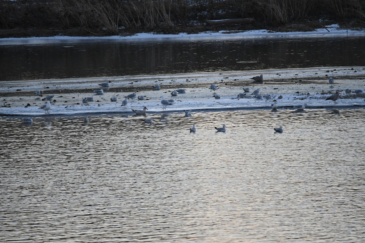 Iceland Gull (Thayer's) - ML411050261