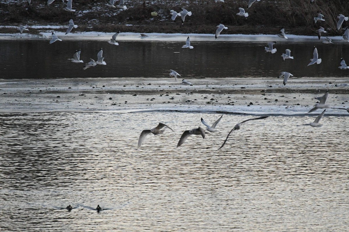 Iceland Gull (Thayer's) - ML411050291