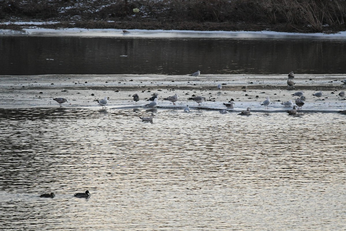 Iceland Gull (Thayer's) - ML411050301