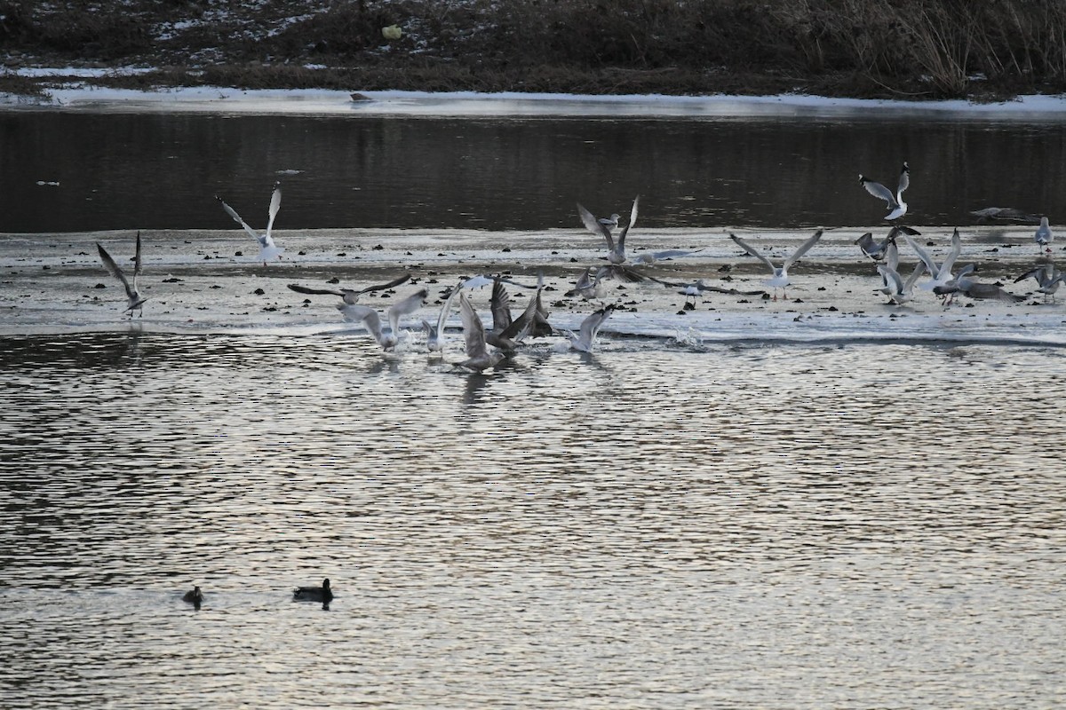 Iceland Gull (Thayer's) - ML411050311