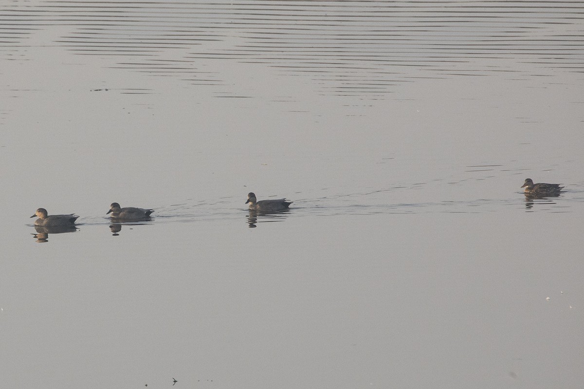 Gadwall - ML411050371