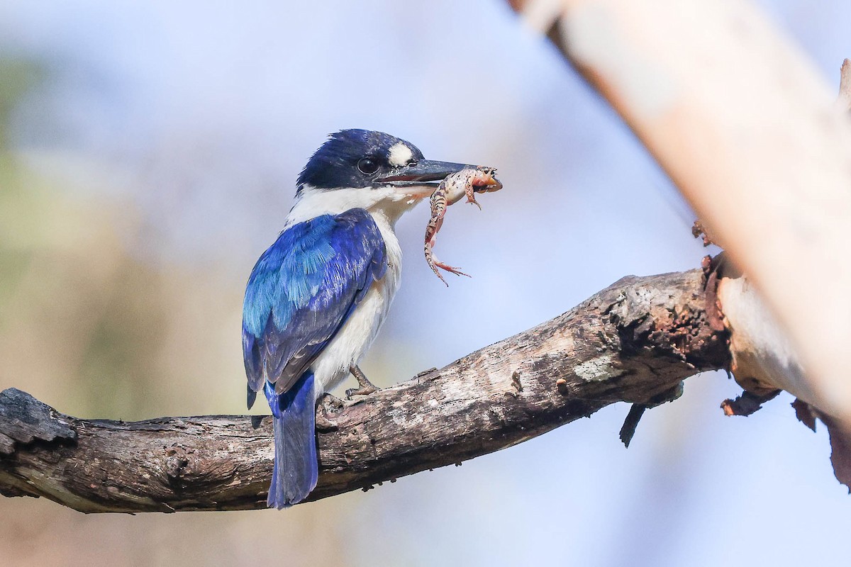 Forest Kingfisher - ML411051791