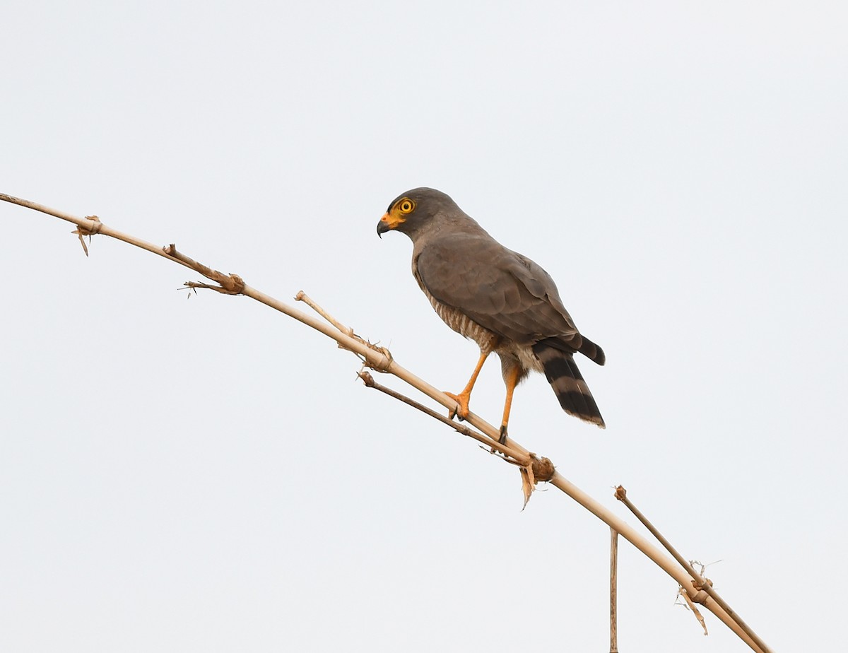 Roadside Hawk - ML411052931