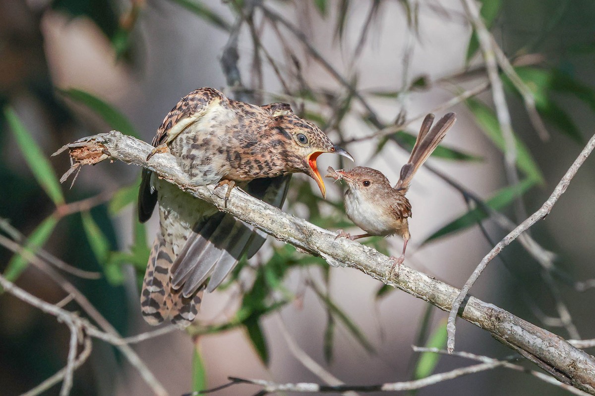 Sahul Brush Cuckoo - Ged Tranter