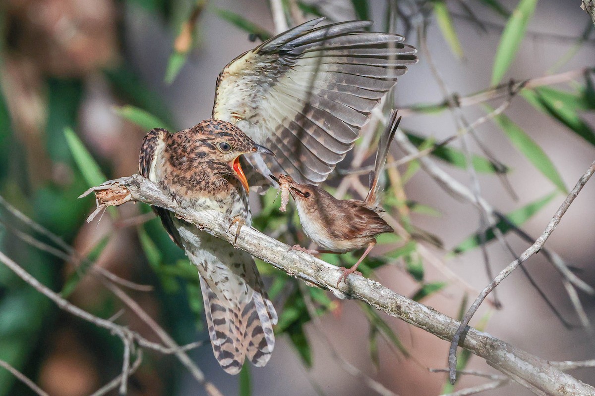 Sahul Brush Cuckoo - Ged Tranter