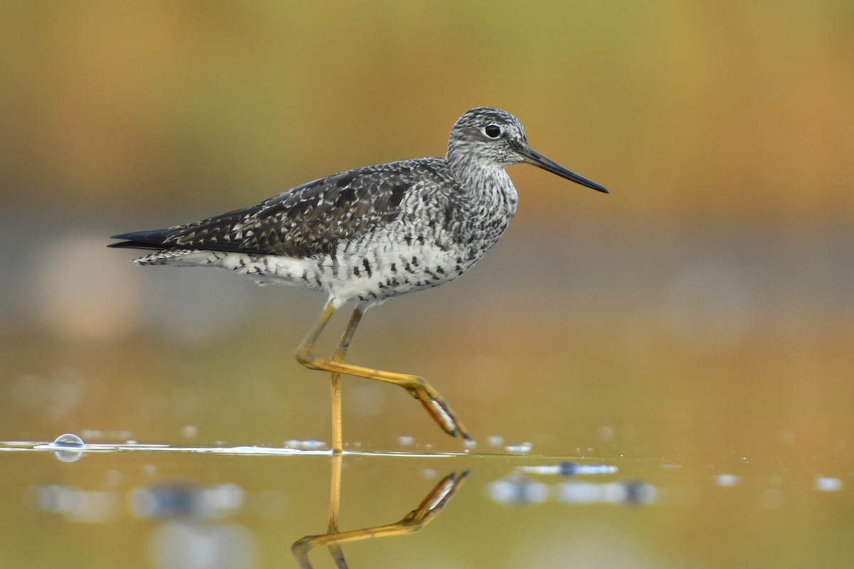 Greater Yellowlegs - ML411054611