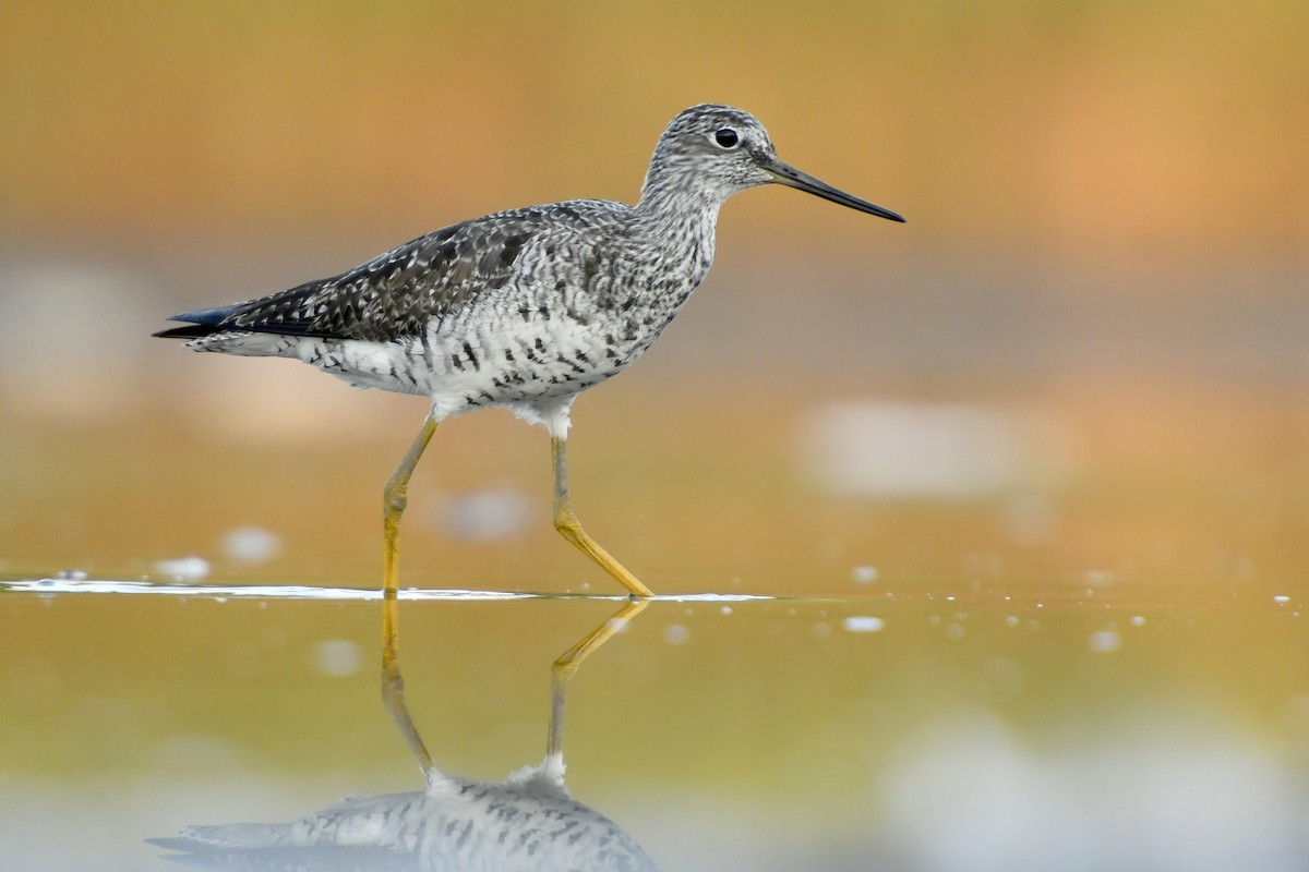 Greater Yellowlegs - ML411054621