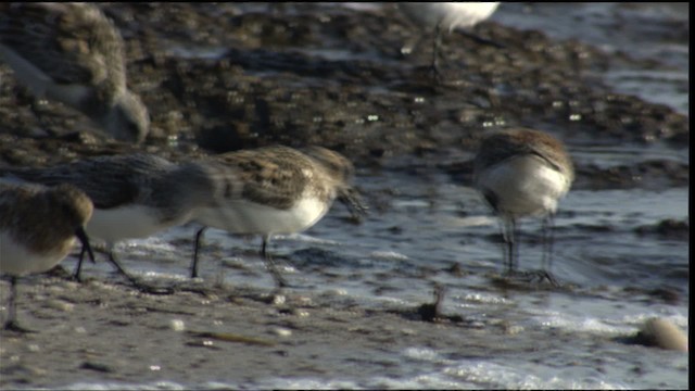 Dunlin - ML411055