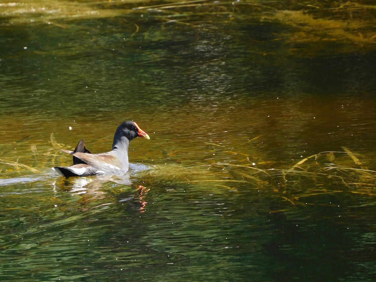 Common Gallinule - ML411055121