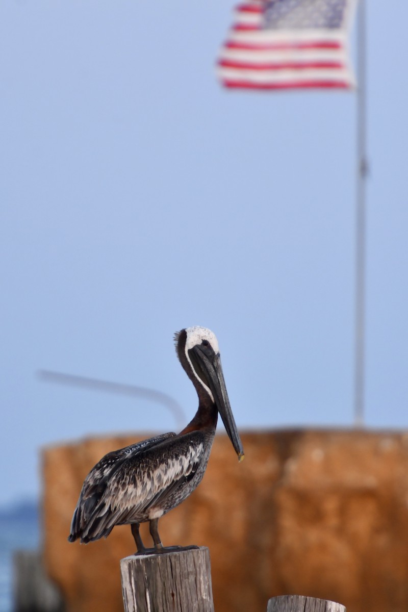 pelikán hnědý (ssp. carolinensis) - ML411055131