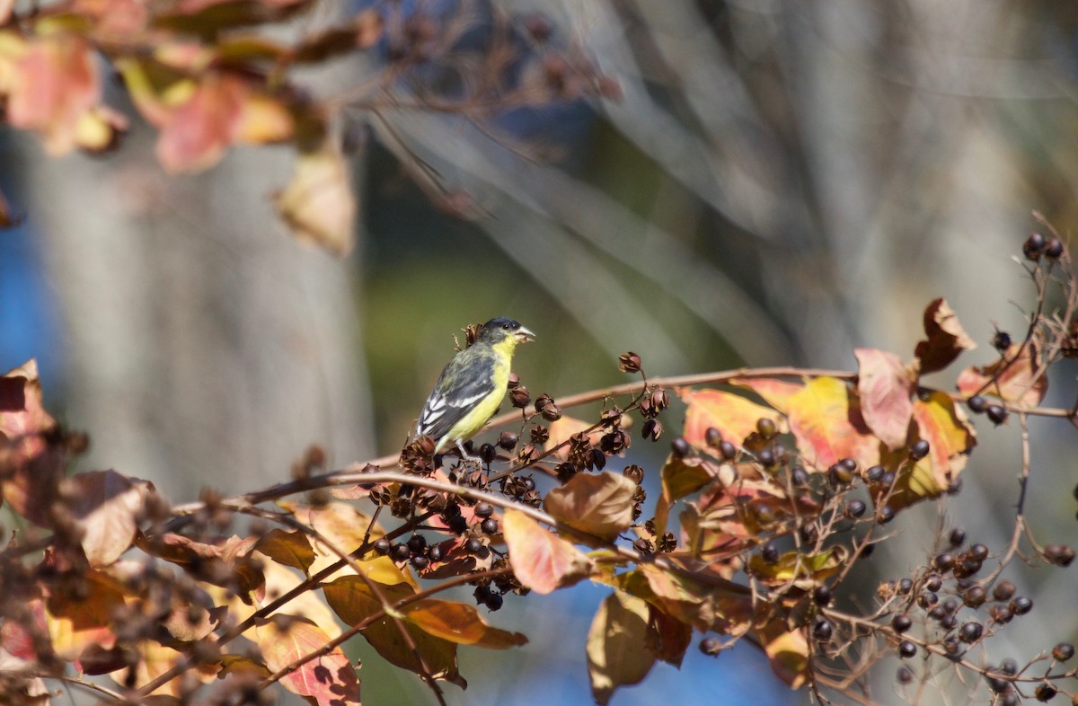 Lesser Goldfinch - ML41105571