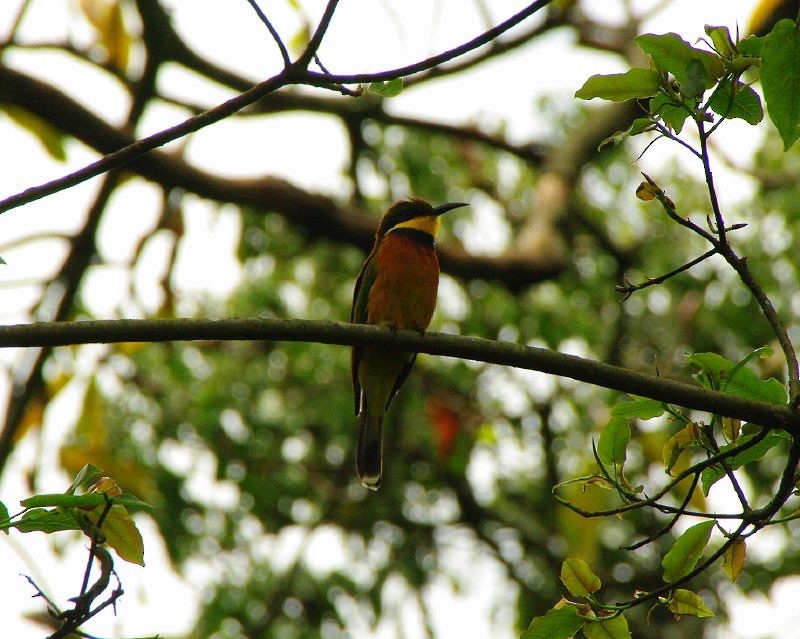 Cinnamon-chested Bee-eater - Doug Macaulay