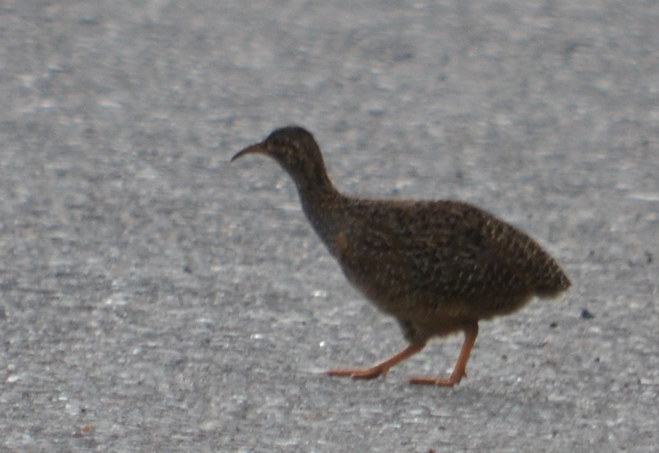 Andean Tinamou - Viviana Fuentes