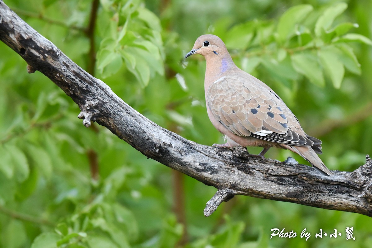 Zenaida Dove - ML411059861