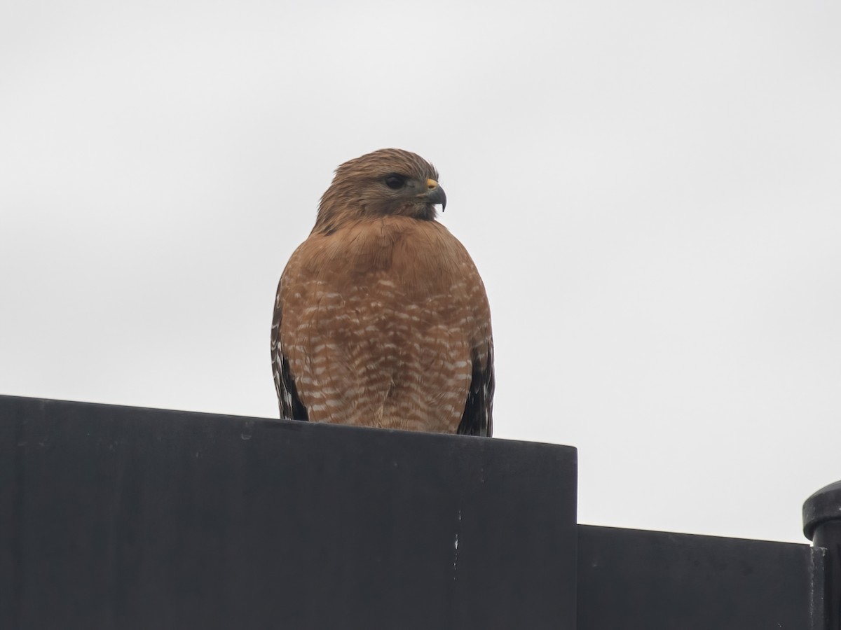 Red-shouldered Hawk - Bruce Aird