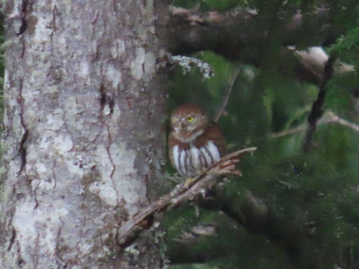 Northern Pygmy-Owl - ML411062831