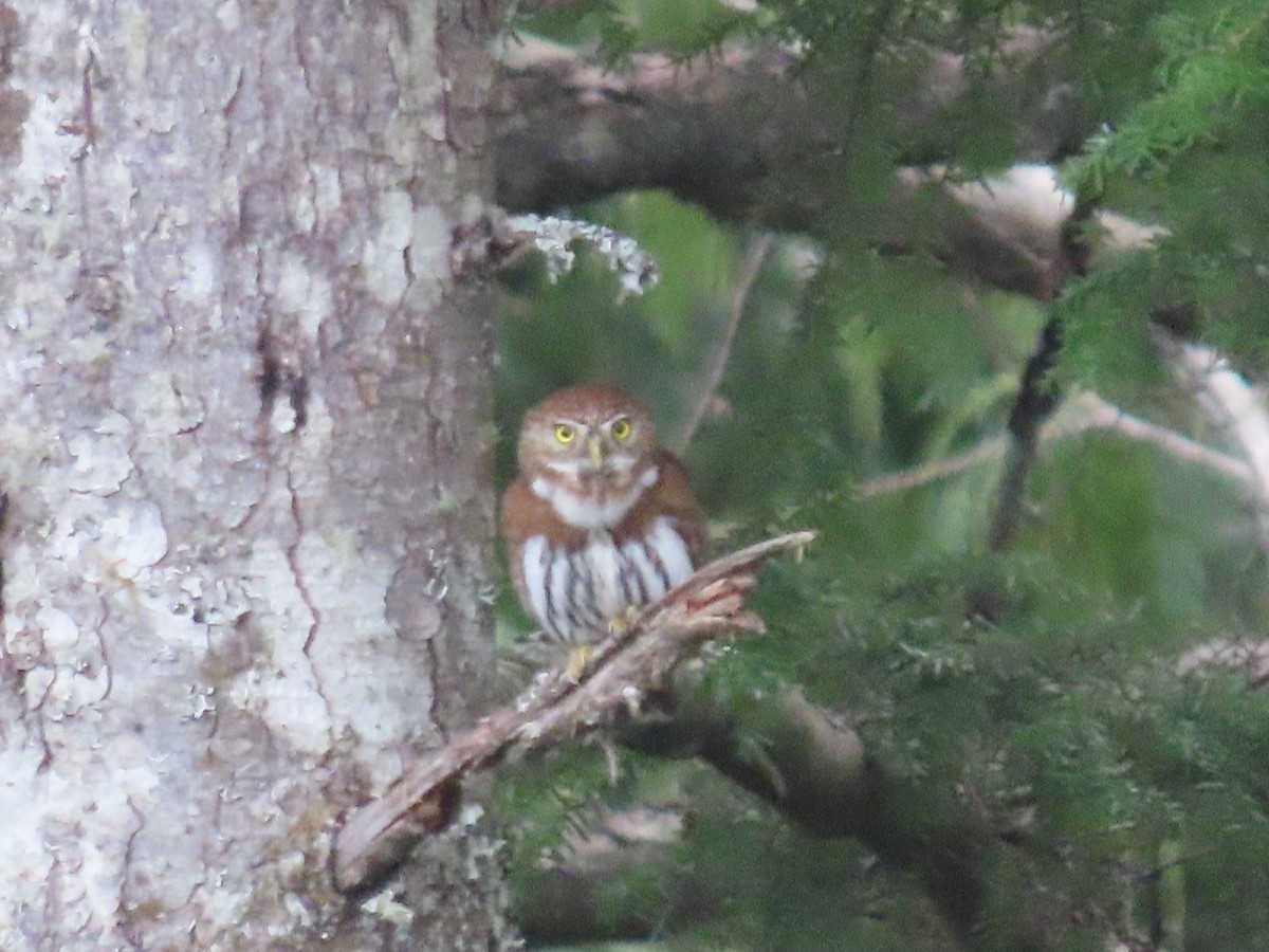 Northern Pygmy-Owl - ML411062861