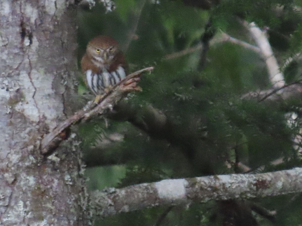 Northern Pygmy-Owl - ML411062881