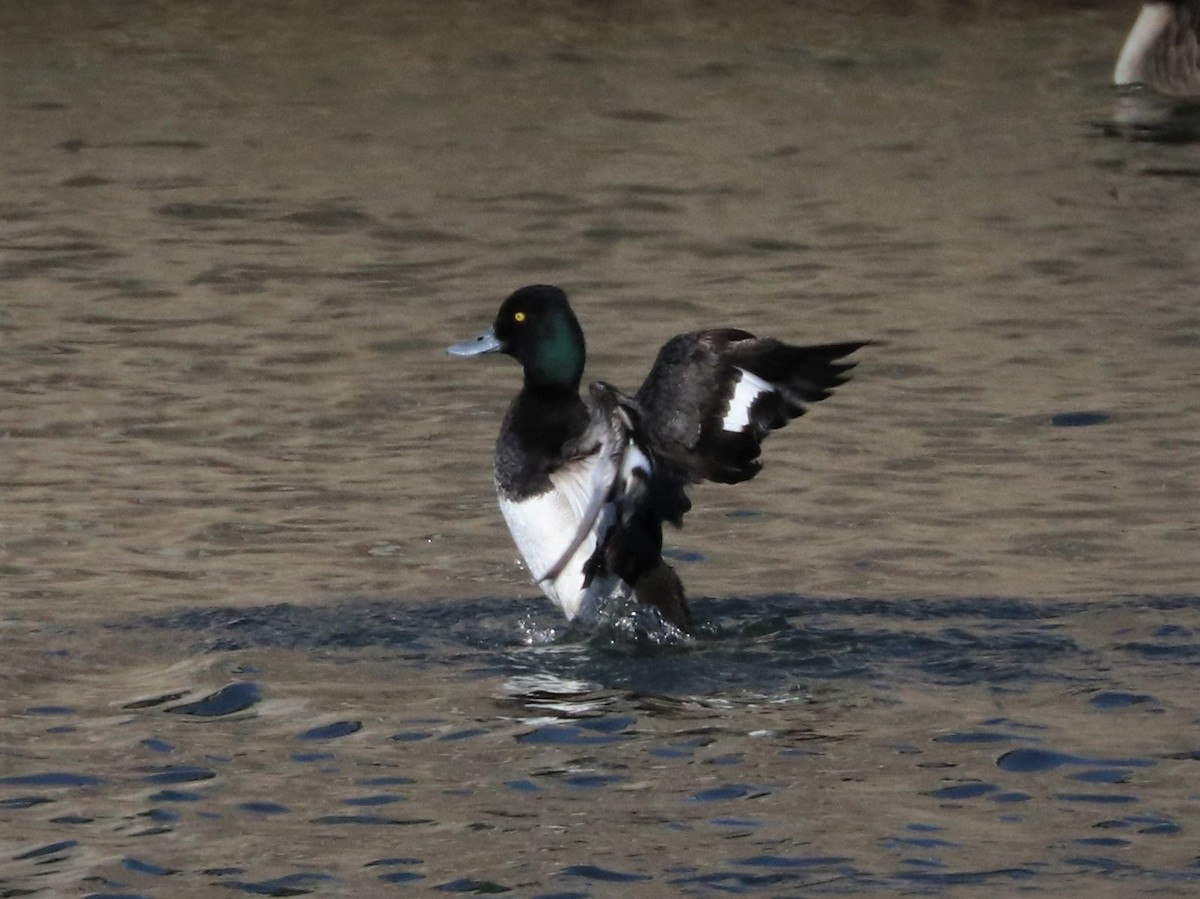 Lesser Scaup - ML411064111