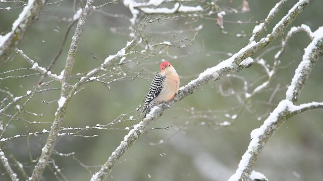 Red-bellied Woodpecker - ML411065091