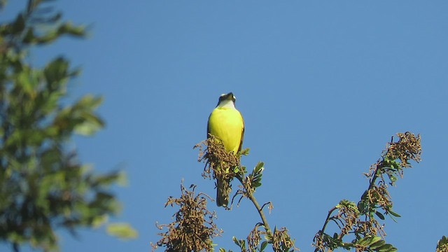 Boat-billed Flycatcher (South American) - ML411065311