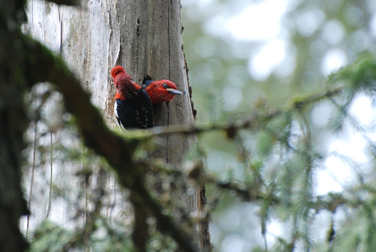 Red-breasted Sapsucker - ML411065371