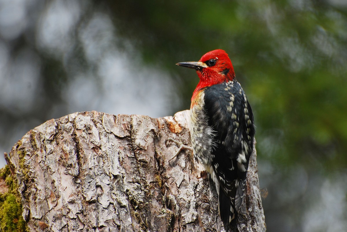 Red-breasted Sapsucker - ML411065391
