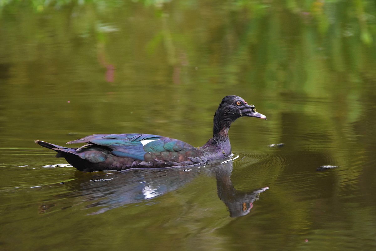 Muscovy Duck - Bernardo Sayus