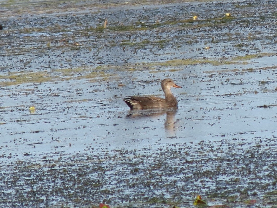 Gadwall (Common) - ML41106771