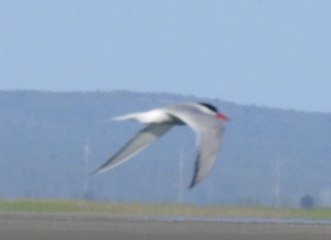 South American Tern - Fernando Muñoz