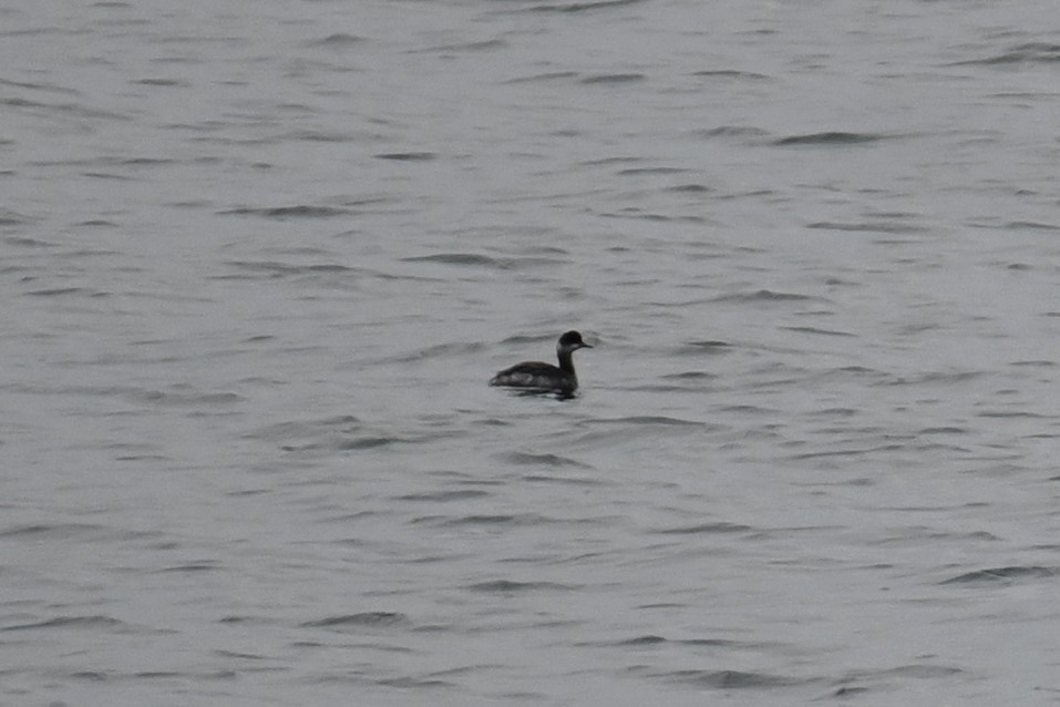 Eared Grebe - ML411068521