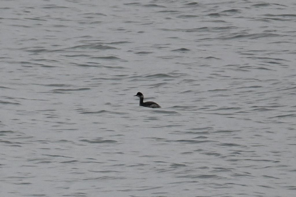 Eared Grebe - ML411068561