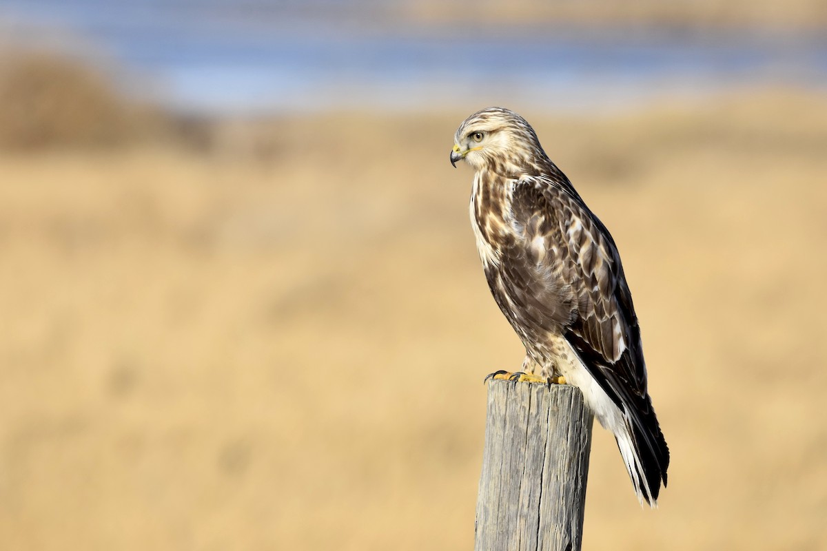 Rough-legged Hawk - ML411070471