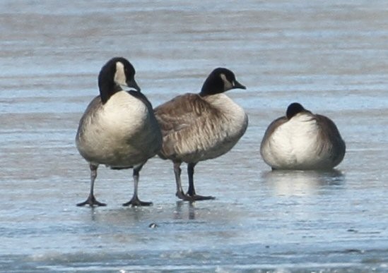 Cackling Goose - ML411070481