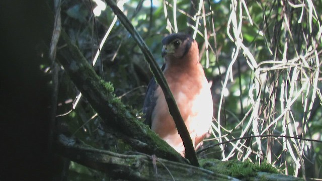 Collared Forest-Falcon - ML411070681